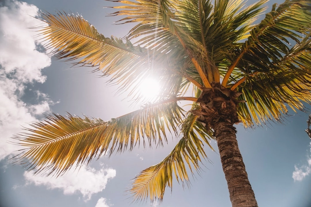 A Blue Zones Project Healthy Sun Through Palm Trees