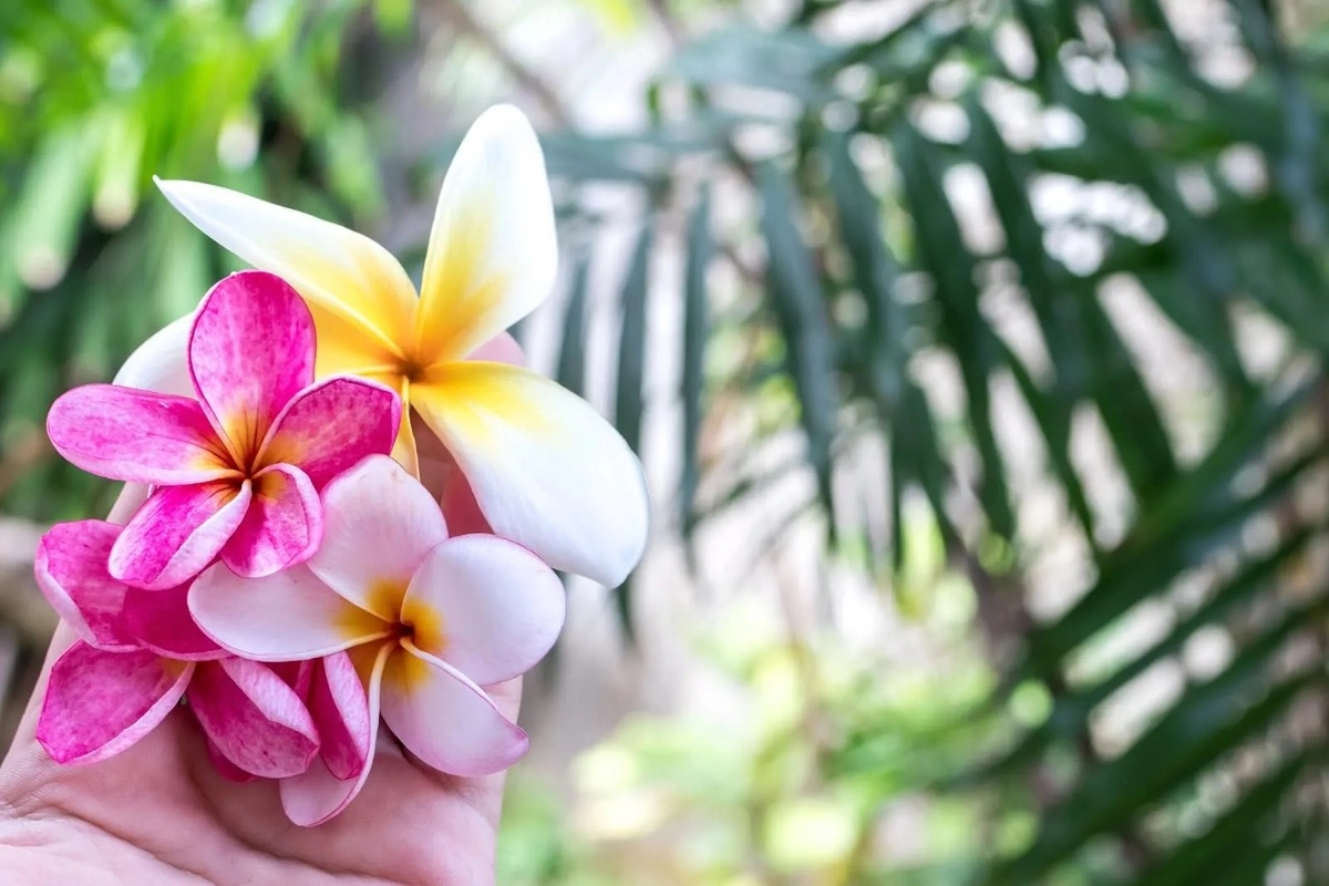 Historical Facts About Old Naples Flowers Historical Facts About Old Naples Flowers