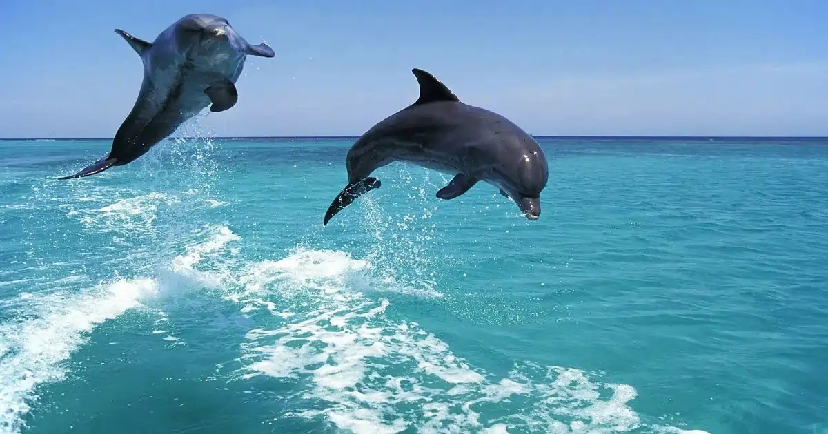 Naples Lifestyle With A Capital L Dolphins Jumping Ocean