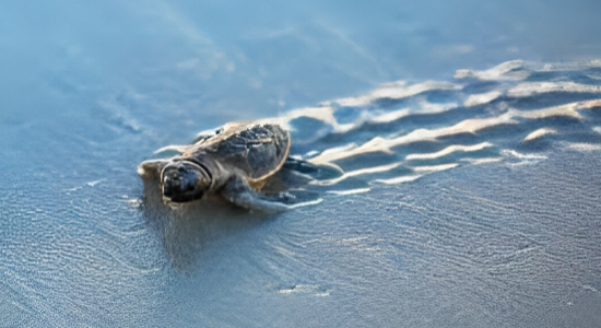 Pickleball news – Untitled Page (1) Collier County Beach Berm Project To Begin