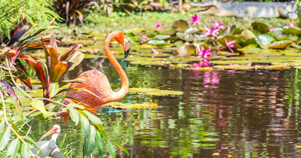 Flamingo Wildlife in Everglades Gardens Bonita Springs