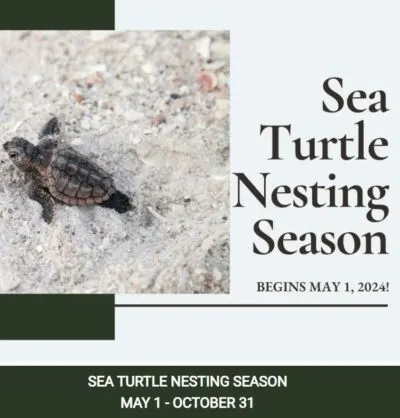 sea turtle
