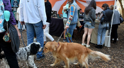 lucy, the mini bernie doodle meets nora the golden retriever