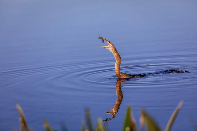 Collier's Reserve Nature, Naples, FL