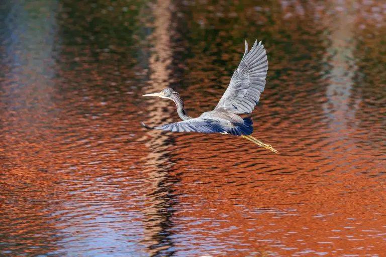 Collier's Reserve Nature, Naples, FL